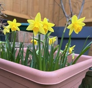 8th Mar 2022 - Garden daffodils....