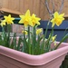 Garden daffodils.... by anne2013