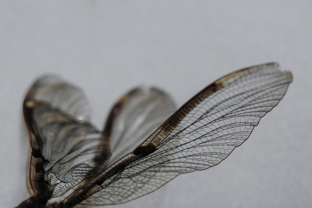 Dragon fly wings. by jeneurell