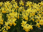 12th Mar 2022 - Sunny Daffodils 