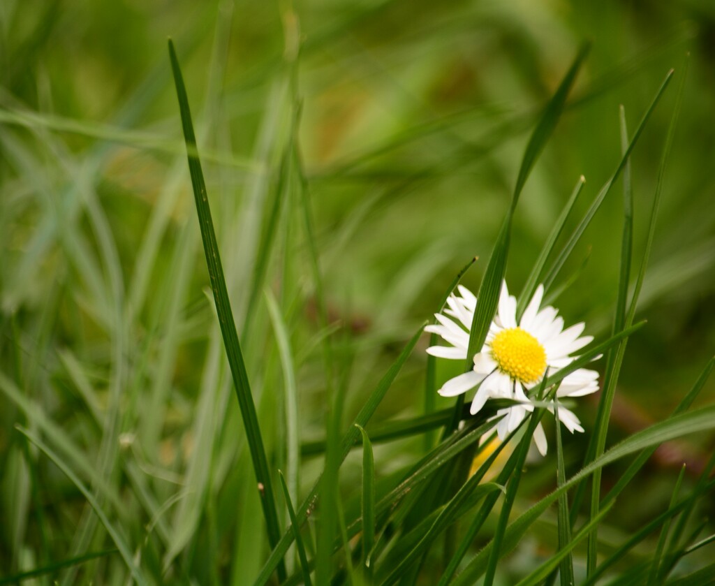 Lawn daisy......... by ziggy77