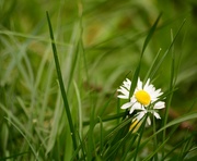 8th Mar 2022 - Lawn daisy.........