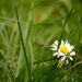 Lawn daisy......... by ziggy77