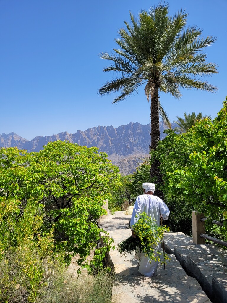 Omani greenery by clearday