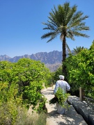 11th Mar 2022 - Omani greenery