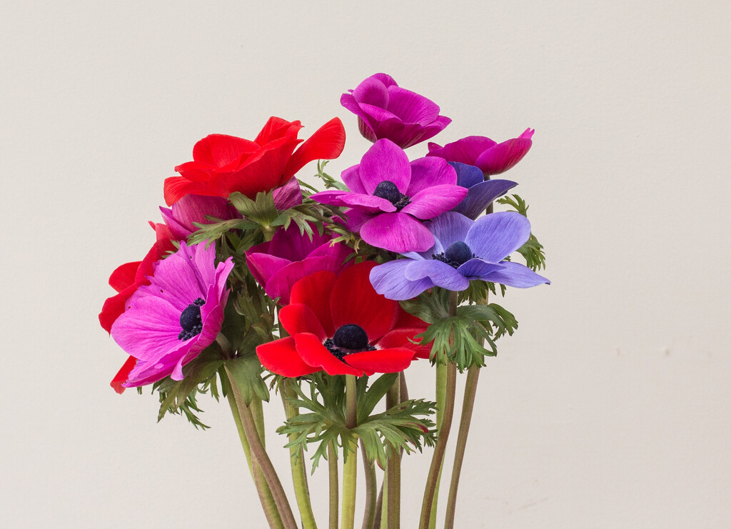 Anemones by busylady