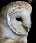 11th Mar 2022 - Barn Owl