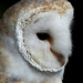 Barn Owl by fishers
