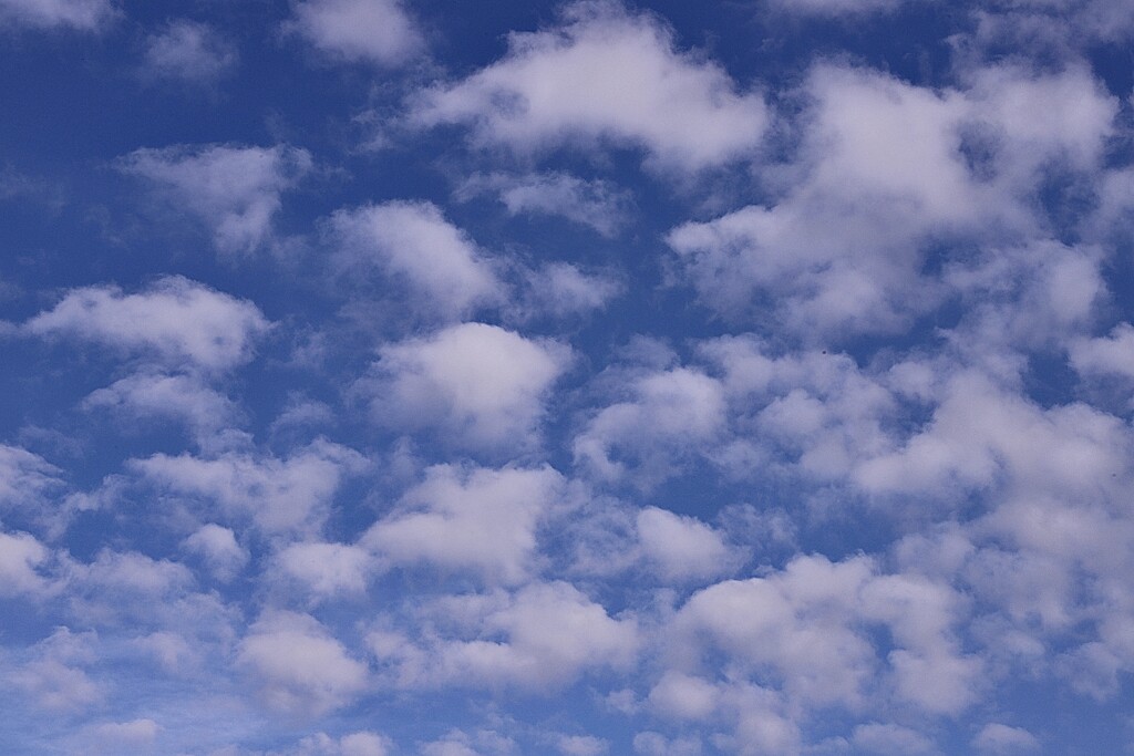 Blue Sky  by carole_sandford