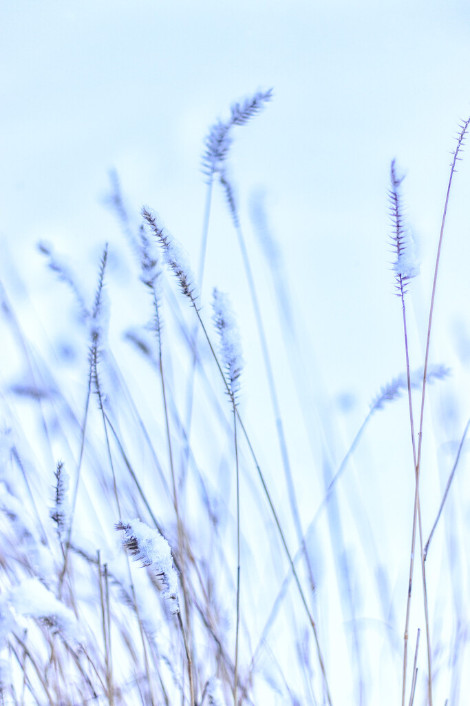 winter grasses by aecasey