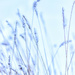 winter grasses by aecasey