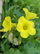 11th Mar 2022 - Yellow flowers