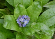 11th Mar 2022 - Forget me not
