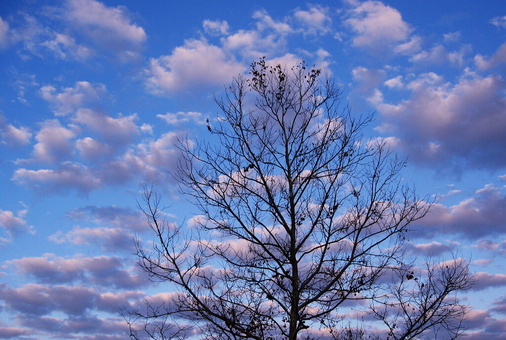 Sky Blue by linnypinny