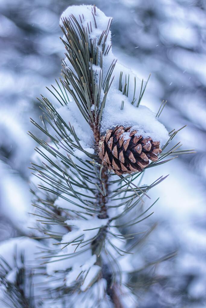 snowy pine cone by aecasey