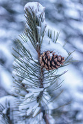 8th Mar 2022 - snowy pine cone