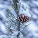 snowy pine cone by aecasey