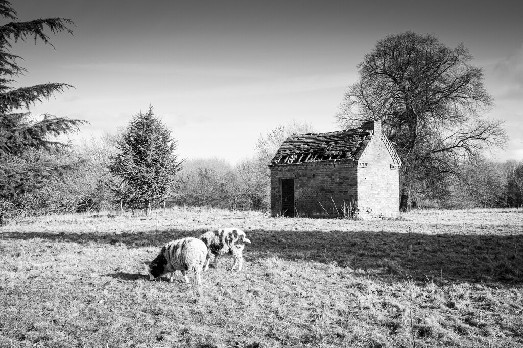 11th March - Sheep and Shed by newbank