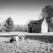 11th March - Sheep and Shed by newbank
