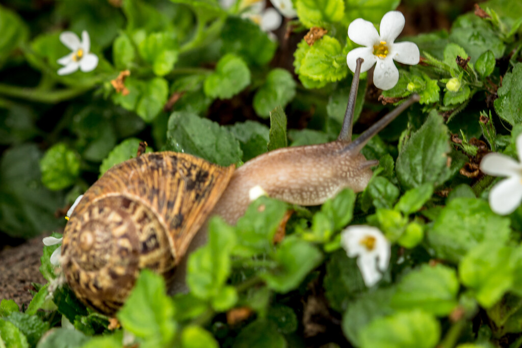 Snail by seacreature