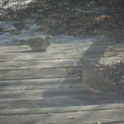 10th Mar 2022 - Mourning Doves