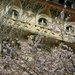 A taste of spring in Lausanne by parisouailleurs