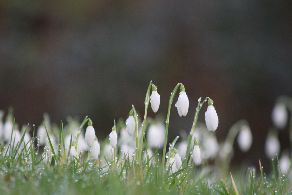 snowdrops and dew by callymazoo