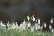 2nd Feb 2022 - snowdrops and dew