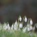 snowdrops and dew