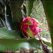 The dragon fruit by kerenmcsweeney