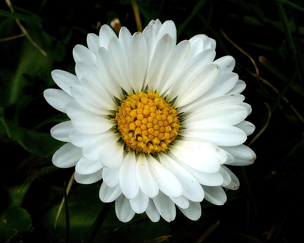The Common Daisy. by gaf005