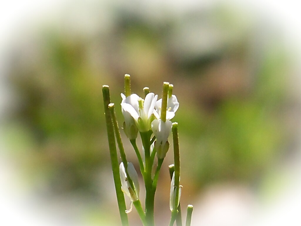 Tiny little bittercress blossoms... by marlboromaam