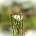 Tiny little bittercress blossoms... by marlboromaam