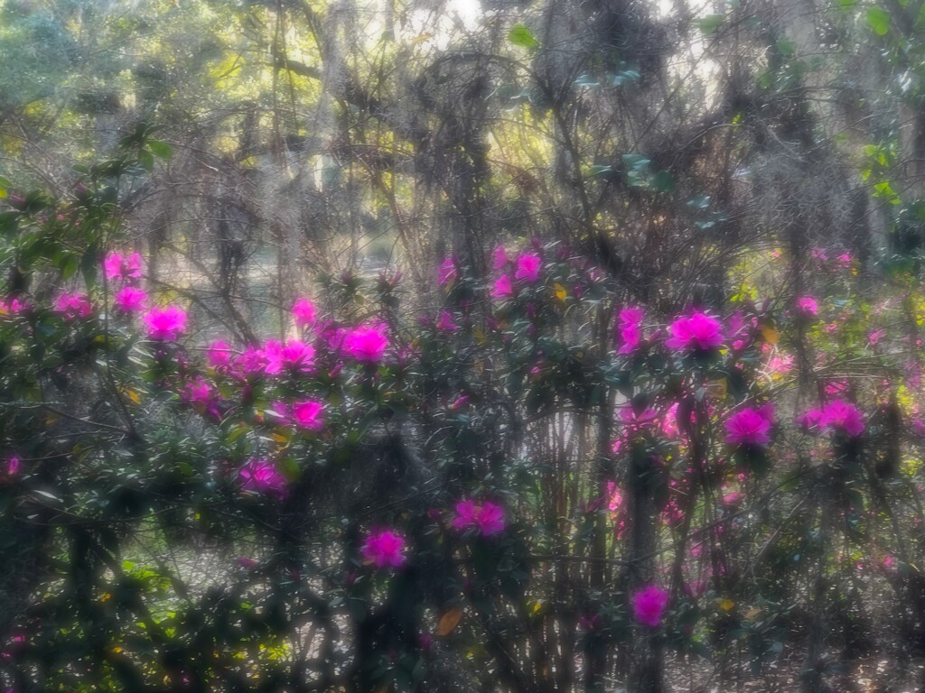 Impressionistic azaleas and live oaks by congaree
