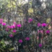 Impressionistic azaleas and live oaks by congaree