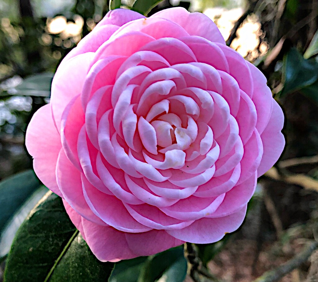 Pink perfection camelia by congaree