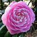 Pink perfection camelia by congaree