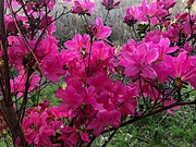 11th Mar 2022 - The azaleas have been spectacular this Spring! 