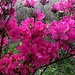 The azaleas have been spectacular this Spring!  by congaree