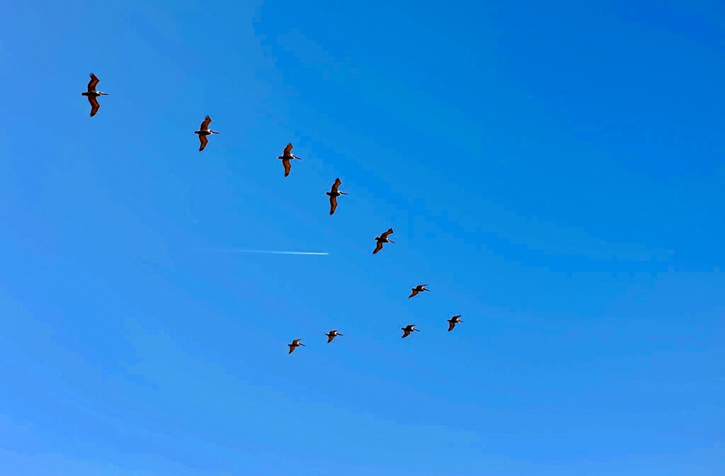 10 birds in one shot  by joemuli