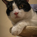 Sylvester Is Perplexed By Phone Camera by swchappell