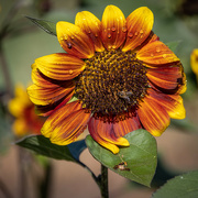 2nd Mar 2022 - Sunflower beauty