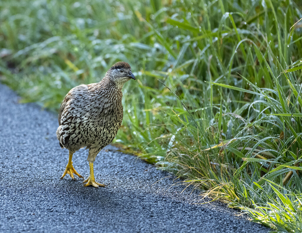 Erkel's Francolin  by jgpittenger