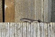 10th Mar 2022 - Anole