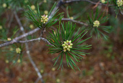 11th Mar 2022 - Blooming pine...