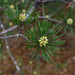 Blooming pine... by thewatersphotos