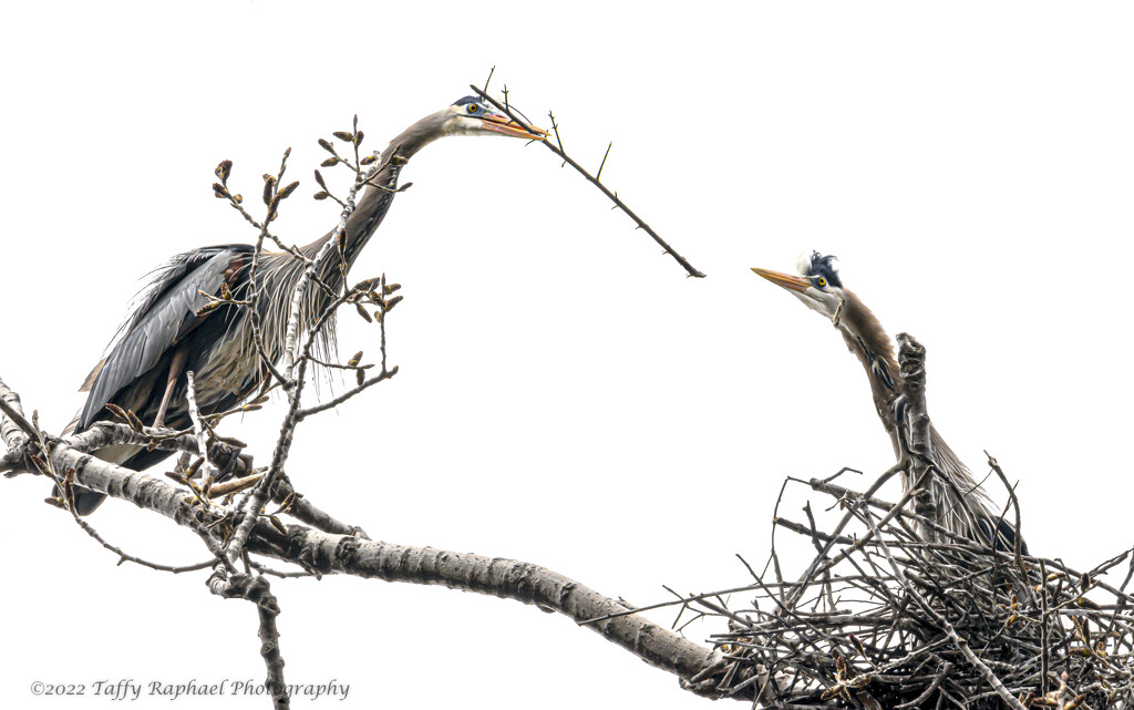 Great Blue Heron Brings a House Gift by taffy
