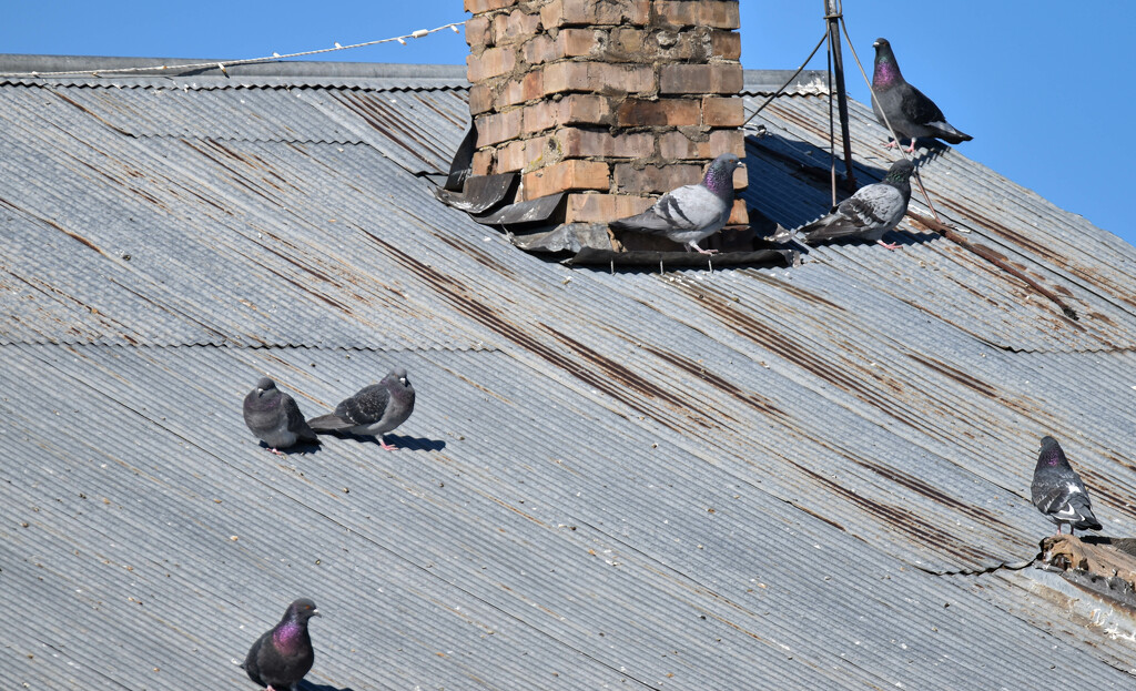 Sunning Pigeons by bjywamer