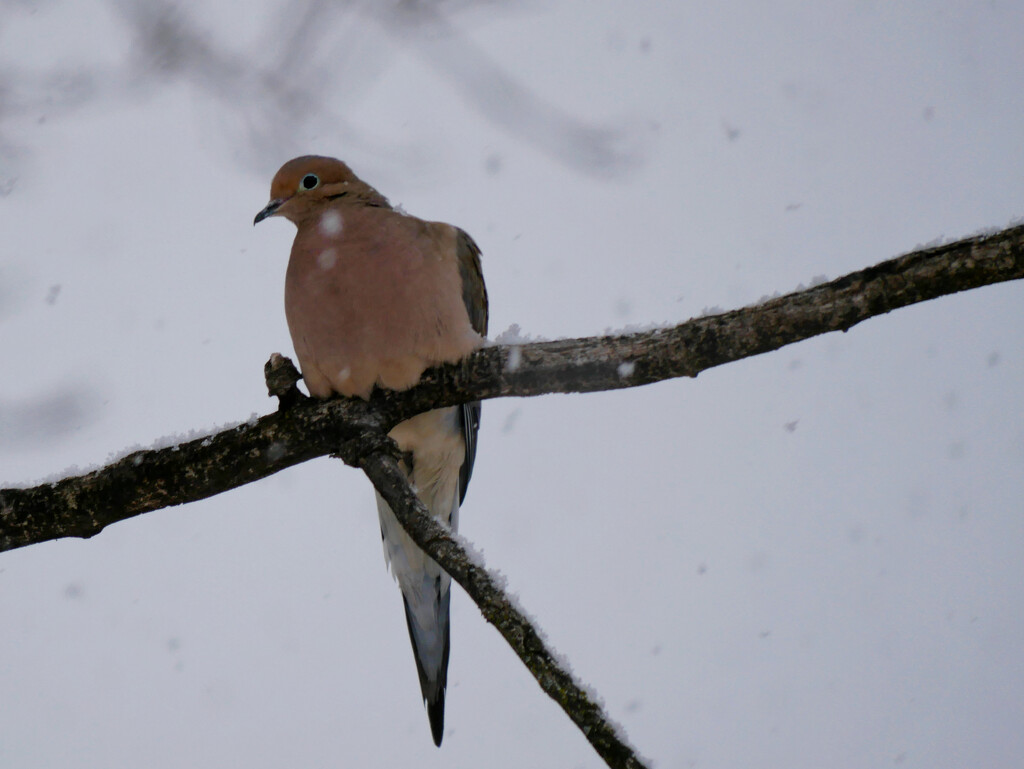 Snowbird by ljmanning