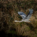 Heron Takes Flight by cdcook48